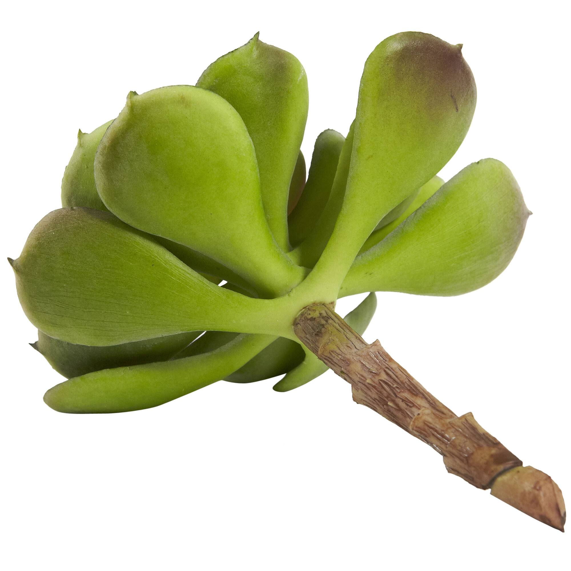 Green Echeveria Succulent Pick, 12ct.